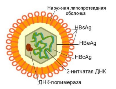 Антитела к гепатиту В