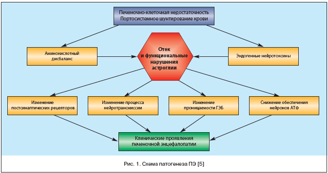 Схема патогенеза печеночной энцефалопатии
