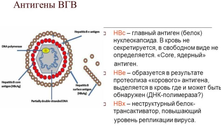 Антигены гепатита В
