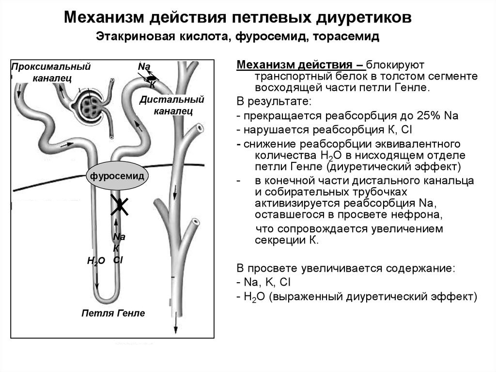 Механизм действия петлевых диуретиков