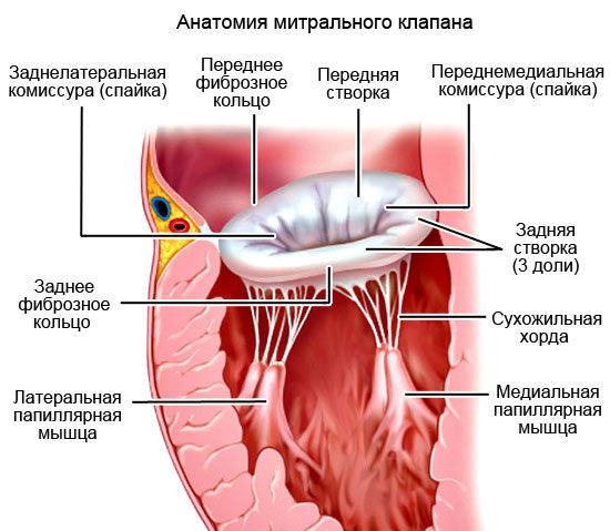 Анатомия митрального клапана