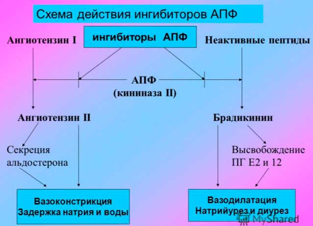 Схема действия ингибиторов АПФ