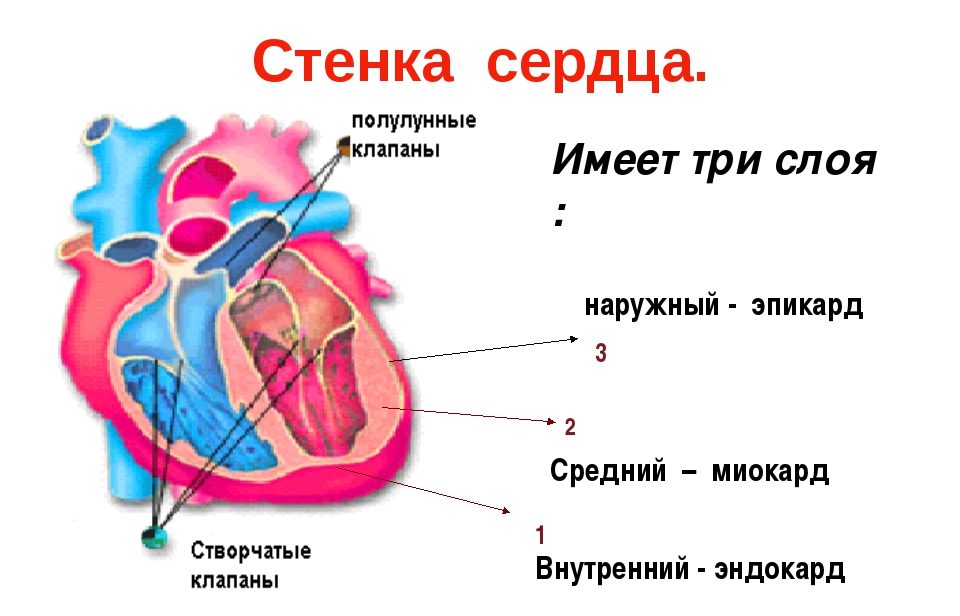 Строение стенки сердца