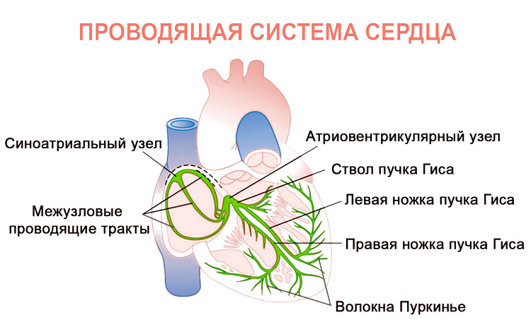 Схема проводящей системы сердца