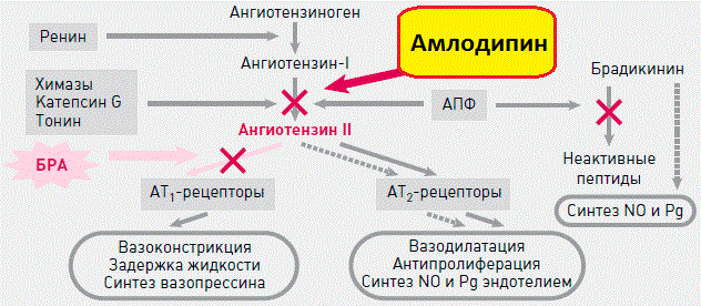 Механизм действия Амлодипина