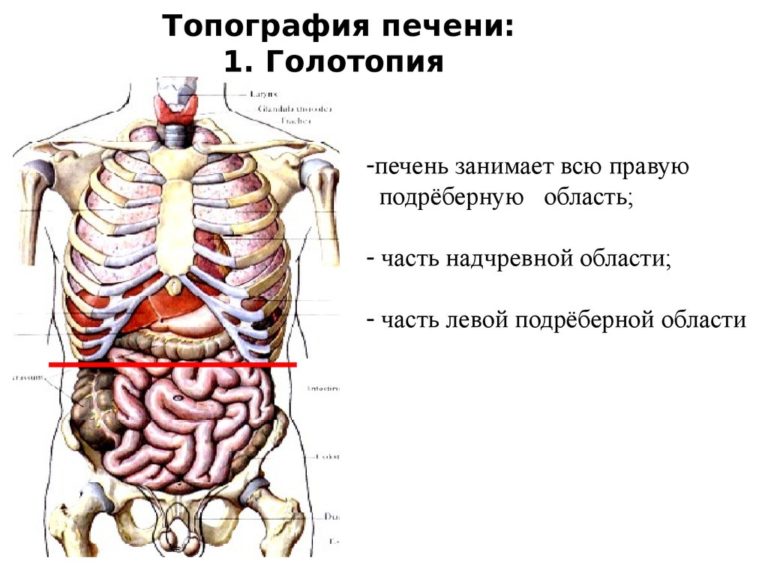 Где находится печень и почки у человека фото у мужчин