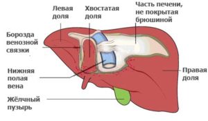 Область печени у человека где находится фото