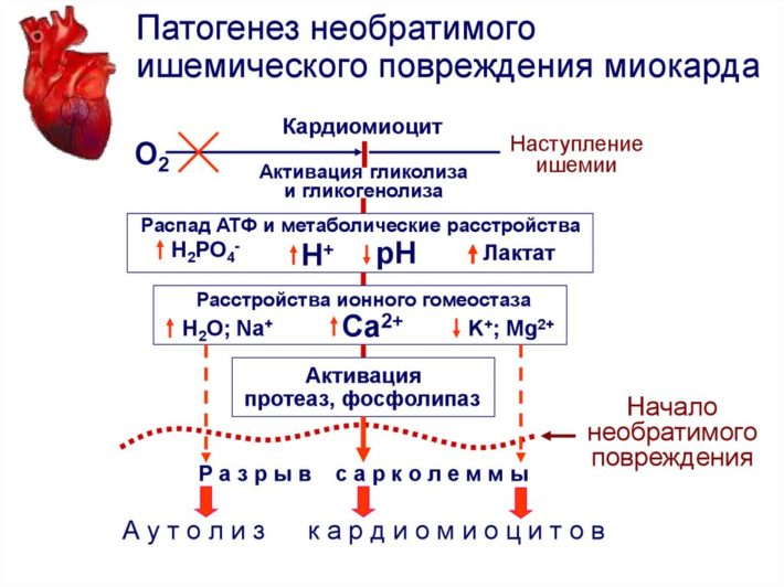 Во сколько раз клеточное дыхание эффективнее гликолиза в энергетическом плане