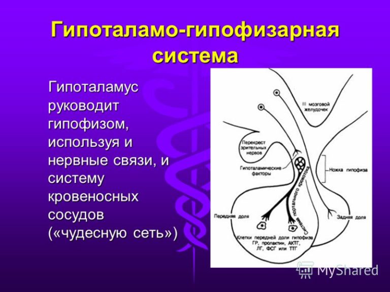 Гипоталамо гипофизарная система картинки