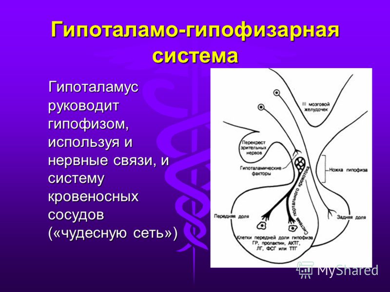 Гипофиз кровеносная система. Регуляция гипоталамо-гипофизарной системы физиология. Гипоталамо-гипофизарная система гормоны схема. Гипоталамо-аденогипофизарная система гистология. Гипоталамо-гипофизарная система схема физиология.