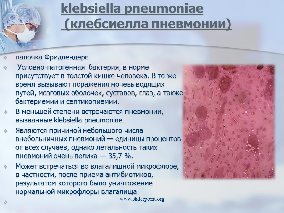 Схема приема болиголова при онкологии