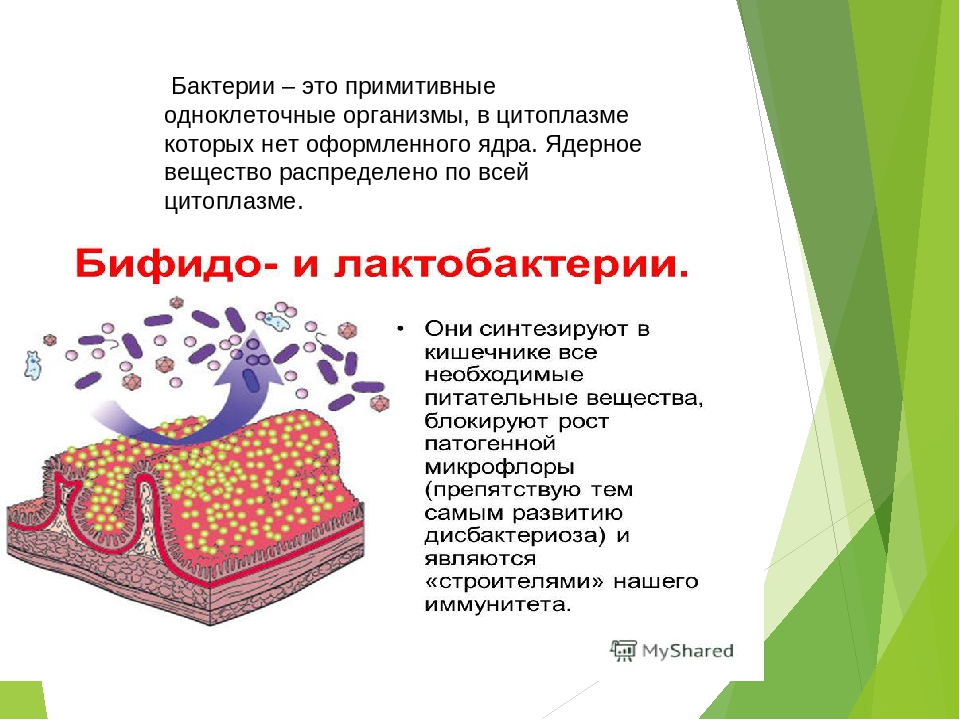 Организмы не имеющие оформленного ядра. Примитивные бактерии. Бифидобактерии презентация. Оформленное ядро. Бактерии препараты.