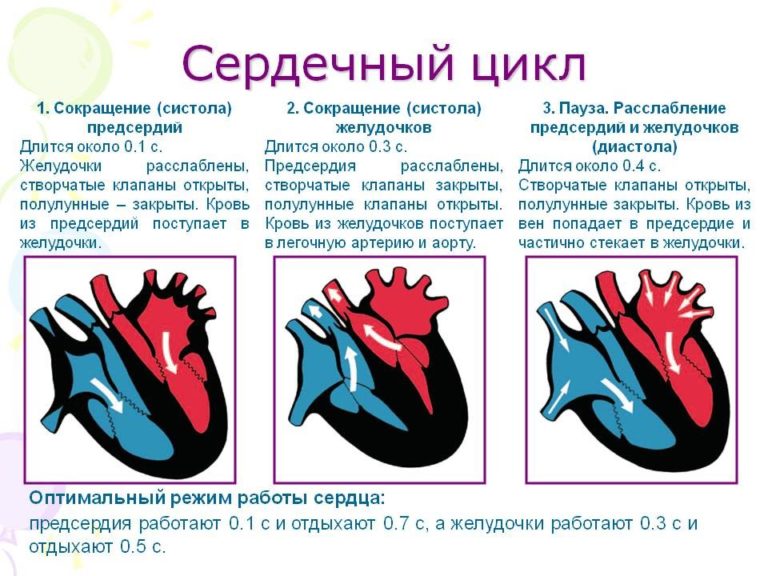 Что такое сердечный клапан