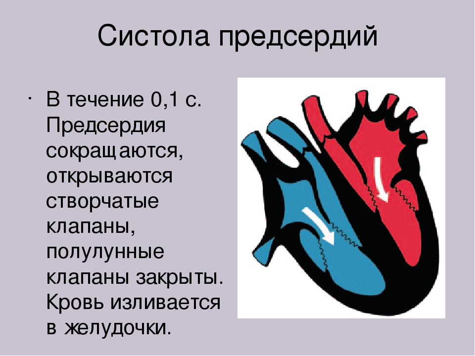Давление крови в правом предсердии. Миокард предсердий систола желудочков. Сердечный цикл систола и диастола. Систола предсердий створчатые клапаны. Сердечный цикл систола предсердий систола желудочков диастола.