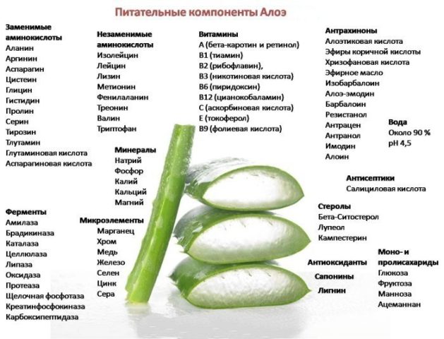 Как выглядит столетник лечебный фото