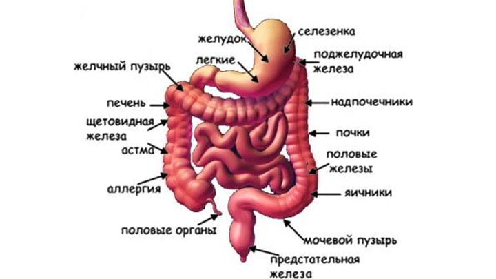 Мочевой пузырь печень. Строение желудок-кишечник- селезёнка. Селезенка желудок кишечник. ЖКТ человека толстый кишечник и селезенка.