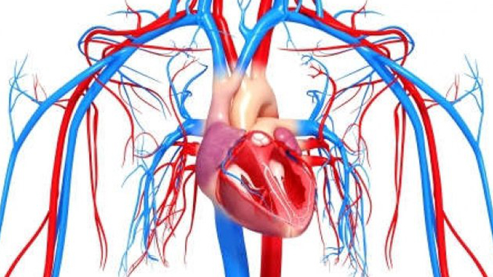 Сосудистая система человека образована сосудами трех. ССС сердечно сосудистая система. Кровеносная система человека сердце. Кровеносная система сердце сосуды. Сердечныесосдистая система.