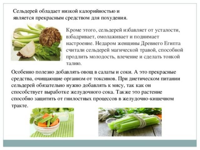 Стебли Сельдерея Для Похудения Отзывы.