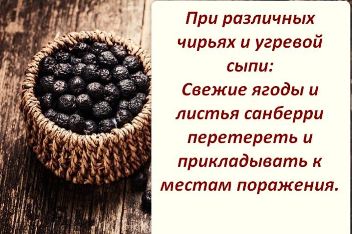 Ягода санберри польза и вред фото и описание