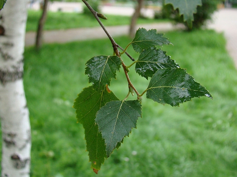 Листья березы — лечебные свойства и противопоказания, от чего помогают